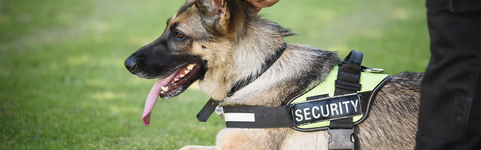 Canine Detection | SENTRYSIX International